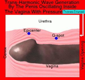 Note: The G-spot is a zone which contains the  sensory neurons supplied by the vagus nerve  (the tenth cranial nerve or CN X) wandering into  the pelvic cavity outside the spinal cord,  the somatic nerve in the spinal discs (T12 - L2)  and the sacral segments (S2-S4), the  sympathetic nerve in (T12 - L2), and the  parasympathetic nerve in (S2â€“S4).  Inside the vagina from the G-spot to the fornix  vagina and the cervix,  the vagina canal  is predominantly composed of smooth muscle,  where the nervous sensing and control  are dominated by the vagus nerve, the  sympathetic nerve  and the parasympathetic  nerve.  From the vagial orifice to the G-spot,  the outer vaginal section is predominantly composite of skeletal muscle, where the  somatic nerve is dominant, with a layer of  smooth muscle around the urethra orifice.   Noticeably, the nervous supply in the smooth muscle is provided by the vagus nerve,  the sympathetic nervous system, and  parasympathetic nervous system.