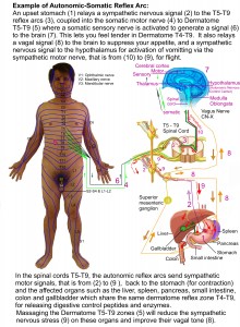Derm-AutoRefle-Brain4