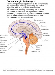 Dopaminergic_pathways