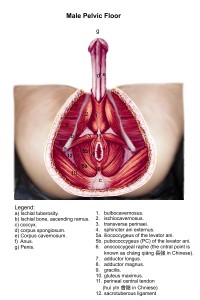 MalePelvic4