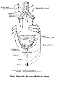 Pelvic Splanchic Nerve and Pudental Nerve